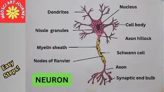 How to Draw Neuron Structure | Easy Science / Biology Diagram for Students | Class 9, 10, 11, 12