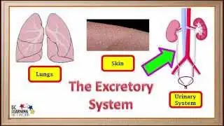 WCLN - The excretory system - Biology