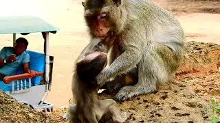 Omg! Why Merry so cruel to Maci like this? Merry angry and fighting Baby Maci