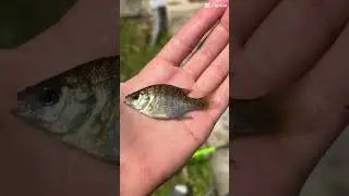 Reason why I have no money #fishing #funny #money