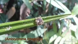 (Amblyomma integrum)
