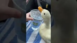 Duck Drinking ice water