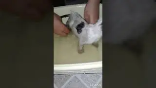 First bath for street kitten