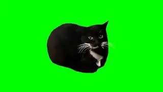 Maxwell cat /pantalla verde/