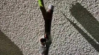 White Madeira #1 Ficus carica WM1 Fig Feigen Steckling Kopulation via Gegenzungen 11. Juli Figue