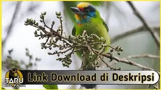 Suara Masteran Burung Takur Bukit