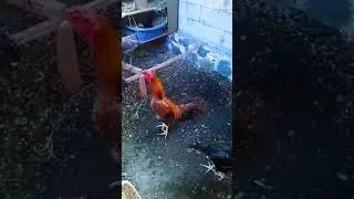Kandang pacek