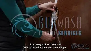 How to use a weight tape on a horse