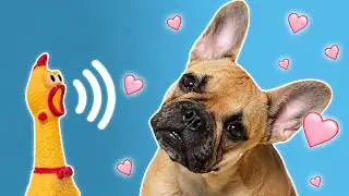 📣 43 Sonidos Perros Aman y Reaccionan 💖