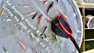 Koi Breeding Project #2 Part 7 Sorting the small 2 month old fry #koi #koifry #koibabies #burayakkoi