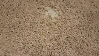 Dog damaged carpet repaired with Chicago Electric carpet seaming iron.