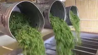 Erste Traubenannahme beim Badischen Winzerkeller in Breisach - 14.08.2018