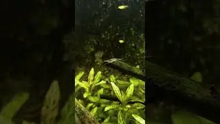 Shrimp | Cinematic Video