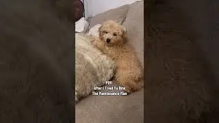 and won&rsquo;t 😂| #cavapoodog #cavapoo #dogmom #puppy