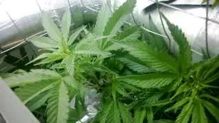 Vertical LED Closet Grow 450w - Flooded Tubes - Week 2 Veg