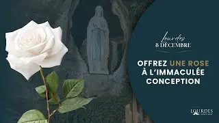 Offrez une rose &agrave; l'Immacul&eacute;e Conception
