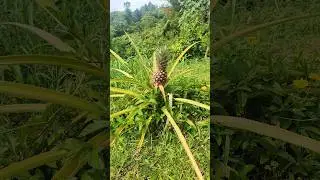Wild Pineapple #wildpineapple #pineapple #fruit #pineappleplant #pineapplefruit #naturewave #plants