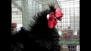 Lyonnaise, Exposition Europ&eacute;enne d'Aviculture Metz 2015, french Chicken Breed