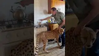 Por que los guepardos no atacan humanos?