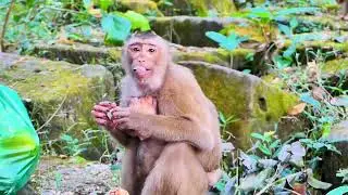 Sovana&nbsp;Monkey And Liza Tenderly Cares For The Abandoned Baby Nori