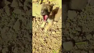 puppy dog #2024 #dogsdogsdogs #puppy #dog #pupyy #stories #frenchbulldog #labradormusic #cute
