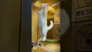 Crazy Cat Jumping Compilation! Is Your Kitty This Energetic?