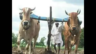 Redgram Cultivation Practice | BSMR-736 |