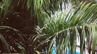 Vanilla Garden Hotel Tenerife 2018