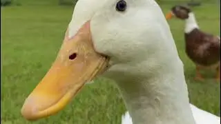 Cute Ducks 🦆 | Funny Duck Video | Ducks Life