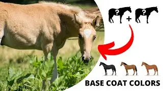 How to Make a Palomino Horse: A Quick Guide to Horse Coat Colors - Part 1