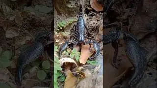 #scorpio 😱😱 #bicchu #scorpion #naturelover #forest #animals #wildlife #shorts
