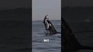 Why Captive Orcas Eat Ice?