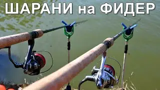 РИБОЛОВ на ШАРАНИ с ФИДЕР - ЗАХРАНКИ, ПЕЛЕТИ и СТРЪВ - КАК да ги ЛОВИМ