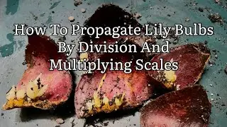 How To Propagate Lily Bulbs By Division And Multiplying Of Scales, Propagating Lilies