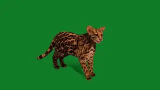 American Margay Wild Cat  Animal