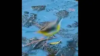 Insect-eating bird Predation scene of a wagtail