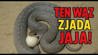 Wąż JAJOŻER - Zjada PTASIE JAJA - wydaje dźwięki jak GRZECHOTNIK! Dasypeltis gansi