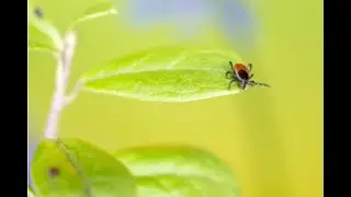 Lyme Disease in Wisconsin