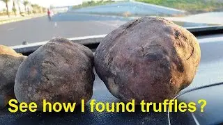 I found big truffles - Watch how I found it