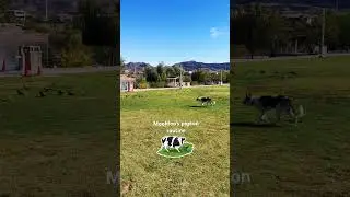 POV: The cow-dog patrol strikes again 🐄🐕💨Moomoo&rsquo;s daily pigeon routine &mdash; Las Vegas edition