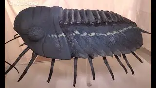 Curiosidades sobre o Trilobita