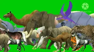Green screen animals video | Animals zoo video | Animals stampede video | Stampede green screen 4k