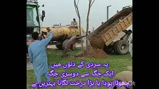Big trees plantation tricks (40ft big willow trees#Plantation)weeping willow trees plantation#plants