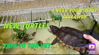New turtle, trip to the vet, and more! Also need your feedback on the turtle or tortoise giveaway.
