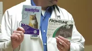The Best Flea Treatment for Cats