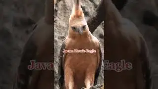 Javan Hawk Eagle