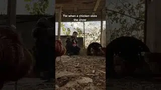 Chicken's got talent #brunomars #coversong #singing #chickens #shorts