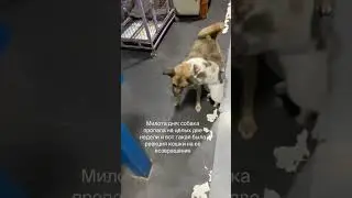 #милота #животные #питомцы #любовь #собака #кот #друзья #разлука #animals #pet