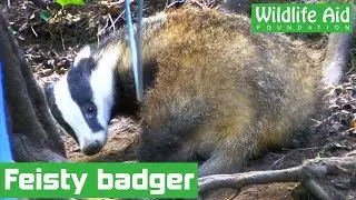Rescuer breaks rib trying to save badger - Sad ending