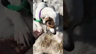 Flappy knows sit and paw!